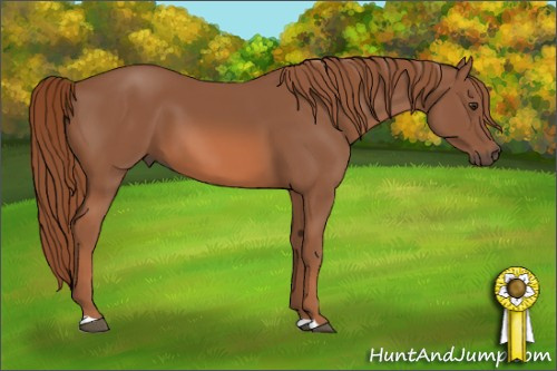 Horse Color: Chestnut 
