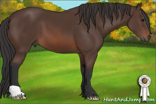 Horse Color: Bay 