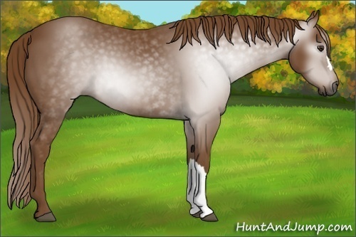 Horse Color:Unknown 