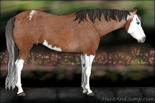 Horse Color:Gray Bay Splash Appaloosa 
