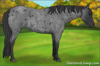 Horse Color:Blue Roan 
