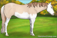 Horse Color:Gold Champagne Dun Splash 