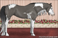 Horse Color:Grullo Splash Tobiano 