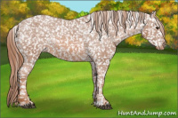 Horse Color:Chestnut Appaloosa 