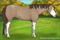 Horse Color:Classic Champagne Splash 