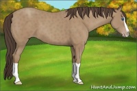 Horse Color:Classic Champagne Splash 