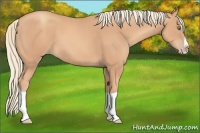 Horse Color:Gold Champagne Splash 