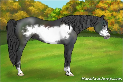 Horse Color: Black Sabino Frame 