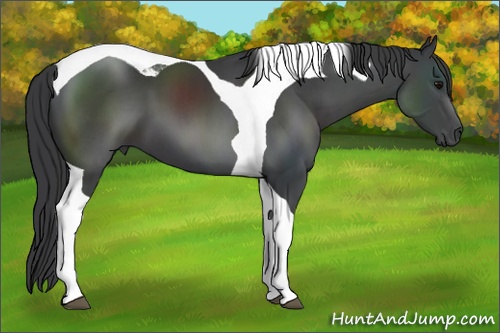 Horse Color: Black Sabino Tobiano 