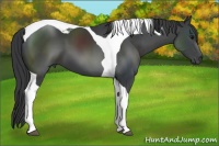 Horse Color:Black Sabino Tobiano