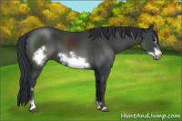 Horse Color:Black Sabino Frame 