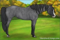 Horse Color:Blue Roan Splash 