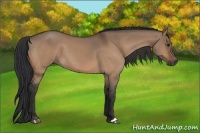 Horse Color:Bay Dun 