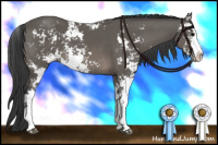 Horse Color:Black Sabino 
