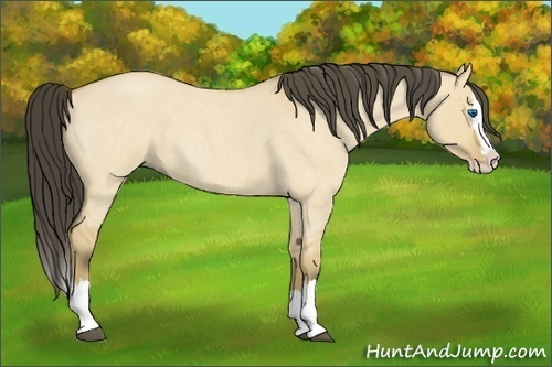 Horse Color: Buckskin Roan Dun Splash 