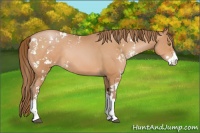 Horse Color:Bay Pearl Sabino Rabicano 