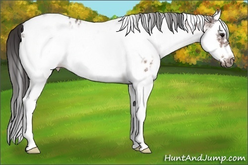 Horse Color: White Spotted Bay Splash Frame Blanket 