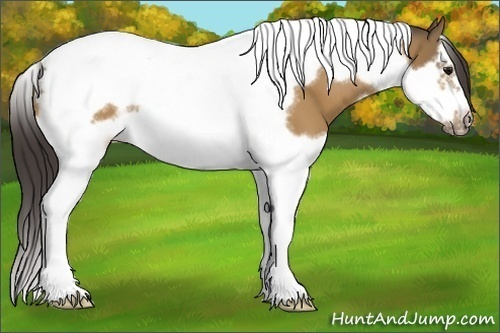 Horse Color:Buckskin Splash Tobiano Frame 
