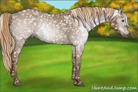 Horse Color:Gray Chestnut Snowflake Varnish 