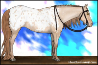 Horse Color:Bay Pearl Dun Blanket 
