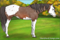 Horse Color:Bay Splash Snowcap 