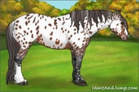 Horse Color:Bay Appaloosa 