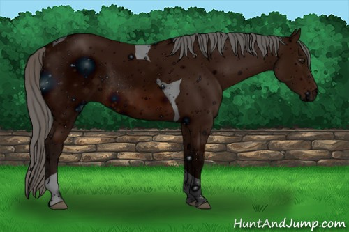 Horse Color: ERROR: UNKNOWN ANOMALY