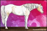 Horse Color:Gray Silver Amber Cream Champagne Roan Dun Splash Tobiano Frame Appaloosa Rabicano 