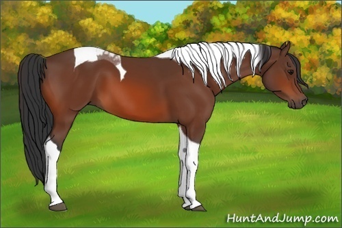 Horse Color: Bay Tobiano 