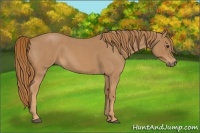 Horse Color:Red Roan