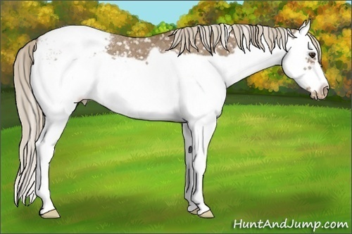 Horse Color: Chocolate Palomino Splash Frame Snowcap 