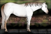 Horse Color:Gray Chestnut 