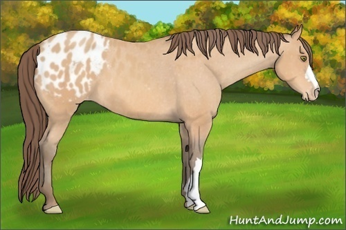 Horse Color: Amber Champagne Blanket 