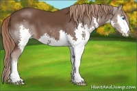 Horse Color:Liver Chestnut Splash 