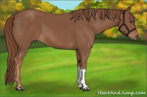 Horse Color:Chestnut 