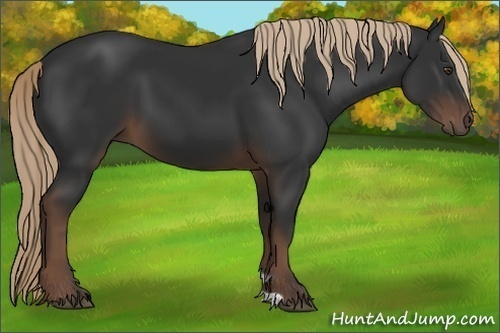 Horse Color: Liver Chestnut 