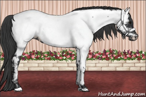 Horse Color: Brown Near Fewspot 