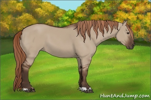 Horse Color: Liver Red Dun 