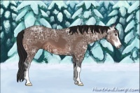 Horse Color:Gray Bay Ice Sabino 