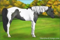 Horse Color:Black Tobiano 