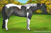 Horse Color:Black Sabino Tobiano 