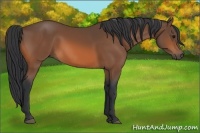 Horse Color:Bay Sabino 