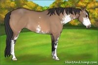 Horse Color:Bay Dun Sabino
