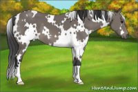 Horse Color:White Spotted Black