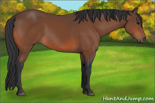 Horse Color: Unknown 