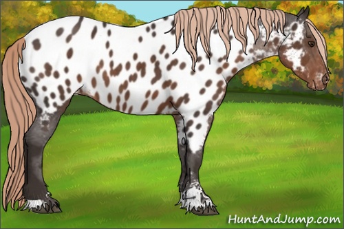Horse Color: Liver Chestnut Sabino Near Leopard 
