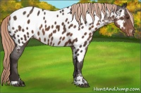 Horse Color:Liver Chestnut Sabino Near Leopard 