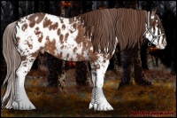 Horse Color:Liver Chestnut Sabino Appaloosa 