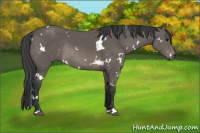 Horse Color:White Spotted Brown Sabino Rabicano