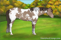 Horse Color:White Spotted Classic Champagne